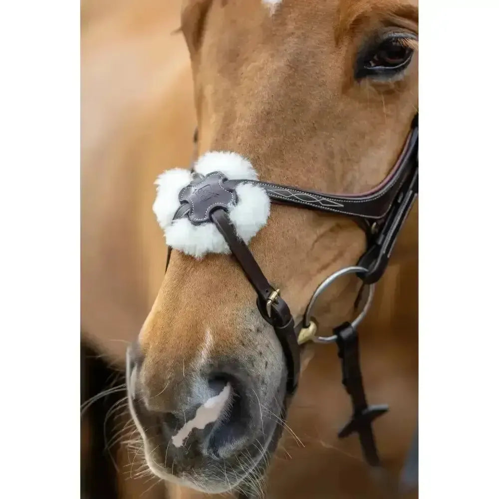 Lemieux Grackle Bridle-Bridles-Lemieux-Black-Cob-Horsey Shopping