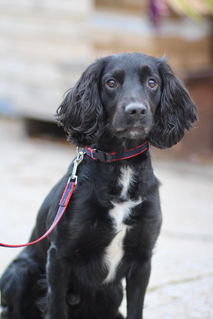 Plastic Buckle Quick Release Webbing Dog Collar