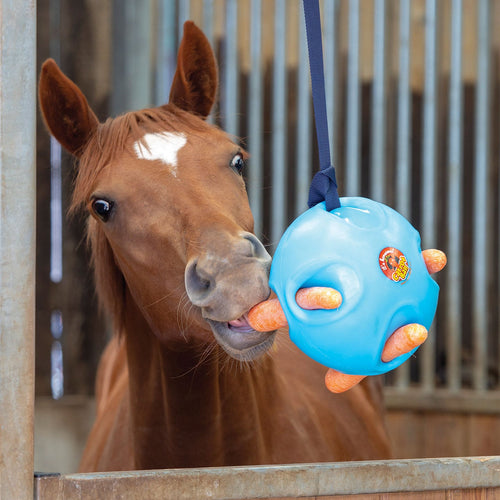 Horse Care For Healthy Horses With Horse Treat