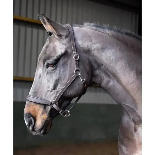 John Whitaker Ready To Ride Leather Headcollar-Leather Headcollars-John Whitaker-Black-Pony-Horsey Shopping