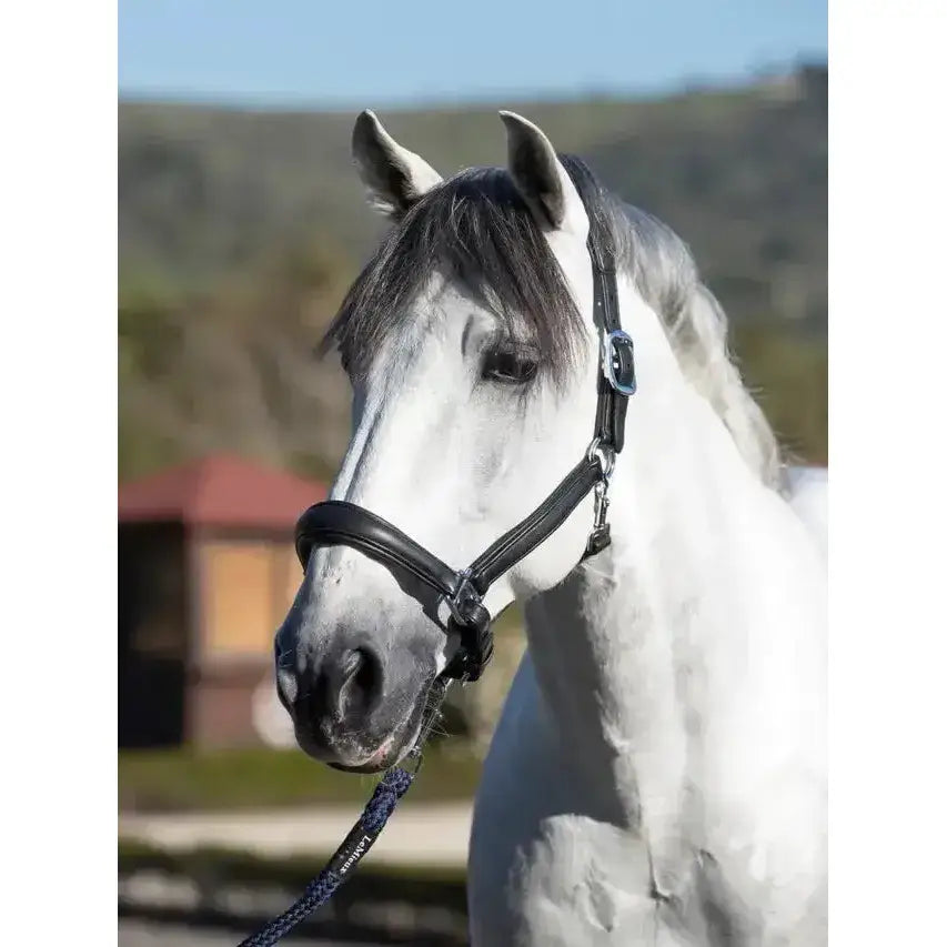 Lemieux Anatomic Headcollar Black-Headcollars-Lemieux-Cob-Black-Horsey Shopping