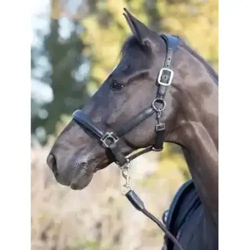 Lemieux Anatomic Headcollar Black-Headcollars-Lemieux-Cob-Black-Horsey Shopping
