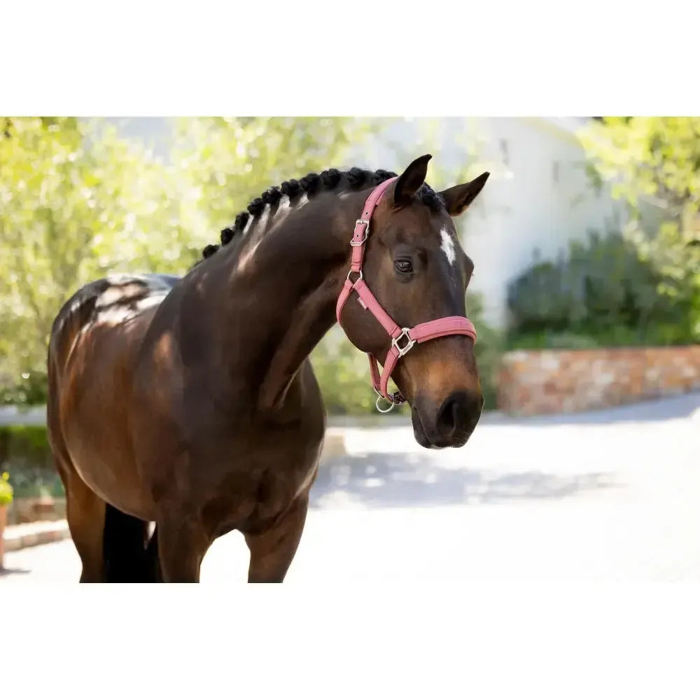 Lemieux Finesse Headcollar Rosewood-Headcollars-Lemieux-Rosewood-Pony-Horsey Shopping