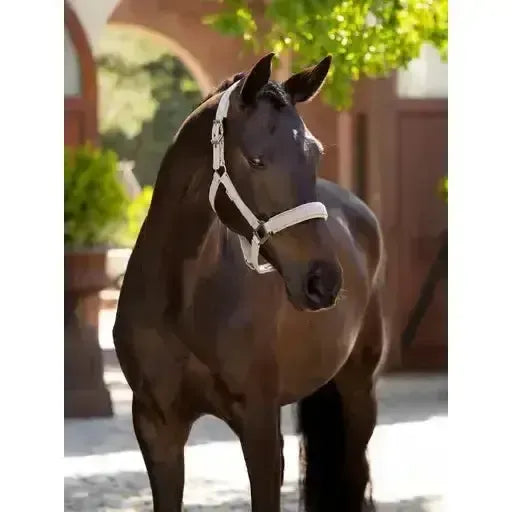 Lemieux Finesse Headcollar Stone-Headcollars-Lemieux-Stone-Pony-Horsey Shopping
