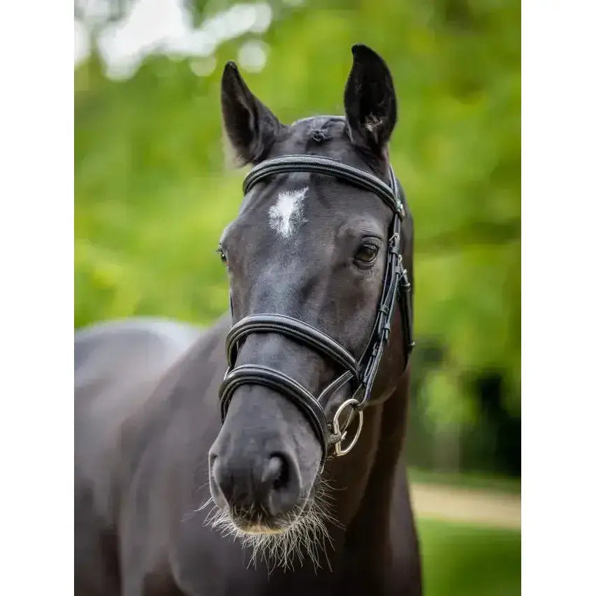 Lemieux Kudos Double Noseband Bridle Black/Silver-Bridles-Lemieux-Cob-Black/Silver-Horsey Shopping