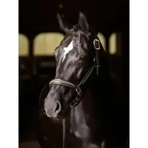 Lemieux Leather Crystal Headcollar Black-Headcollars-Lemieux-Cob-Black-Horsey Shopping