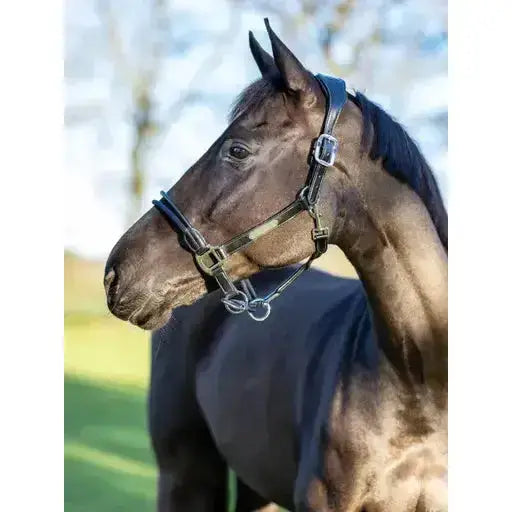 Lemieux Rope Control Headcollar Black-Control Headcollars-Lemieux-Cob-Black-Horsey Shopping