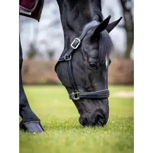Lemieux Stitched Leather Headcollar Black-Leather Headcollars-Lemieux-Cob-Black-Horsey Shopping