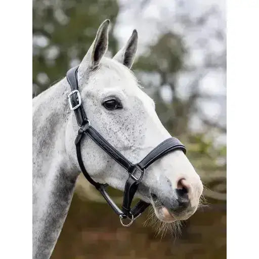 Lemieux Stitched Leather Headcollar Black-Leather Headcollars-Lemieux-Cob-Black-Horsey Shopping