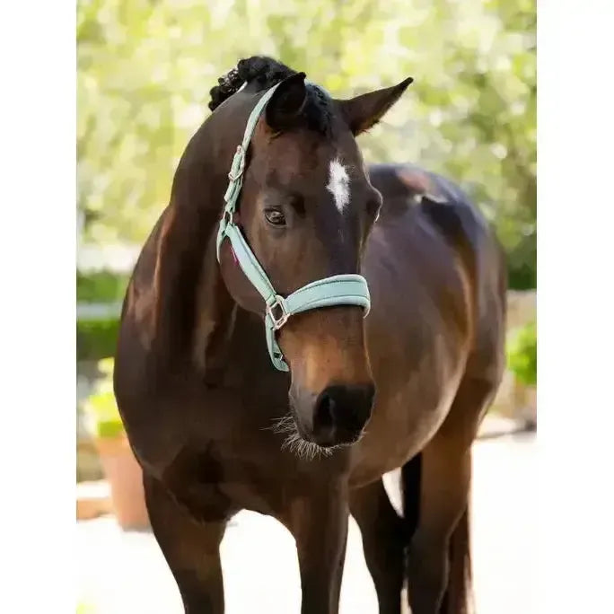 Lemieux Versailles Headcollar Aqua-Headcollars-Lemieux-Aqua-Pony-Horsey Shopping