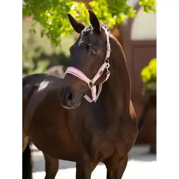 Lemieux Versailles Headcollar Blossom-Headcollars-Lemieux-Blossom-Full-Horsey Shopping