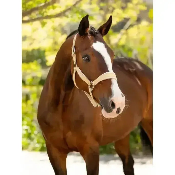 Lemieux Versailles Headcollar Mimosa-Headcollars-Lemieux-Mimosa-Pony-Horsey Shopping