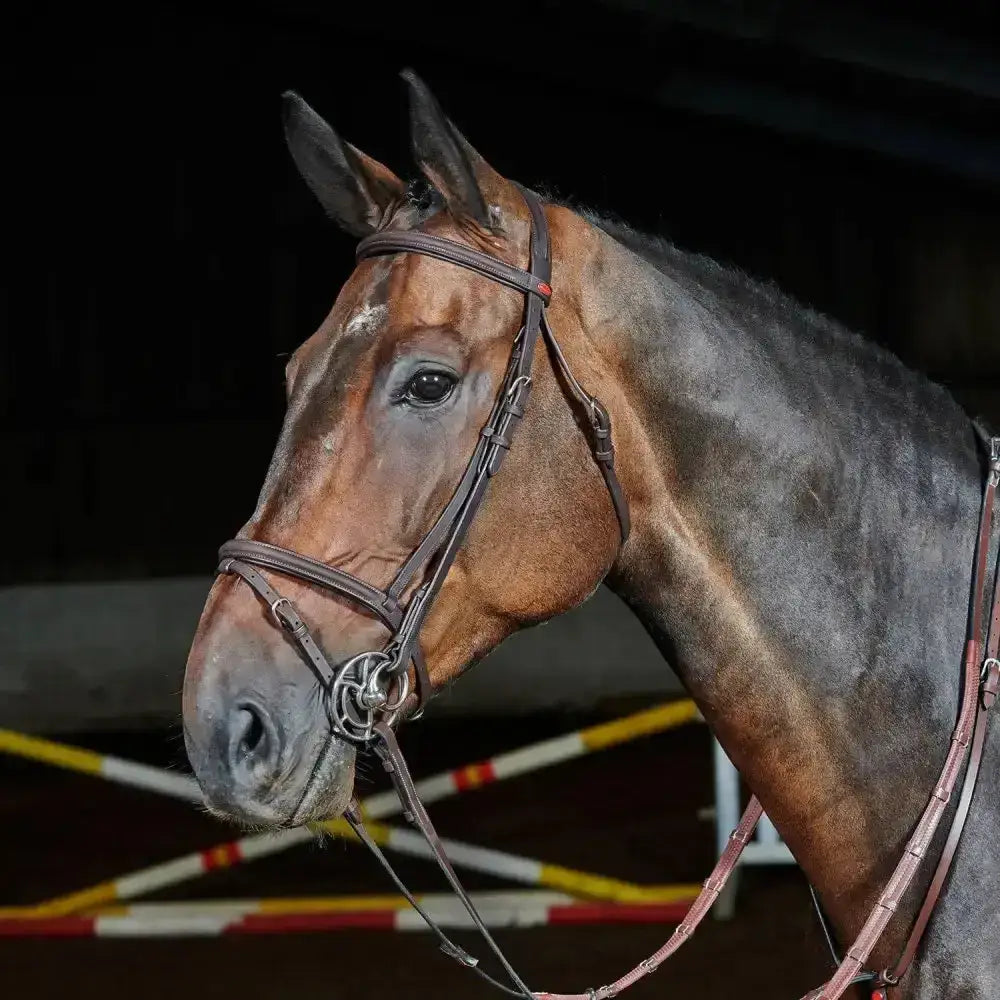 Whitaker Ready To Ride Flash Bridle-Bridles-John Whitaker-Pony-Black-Horsey Shopping